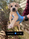Jaxson (AL)