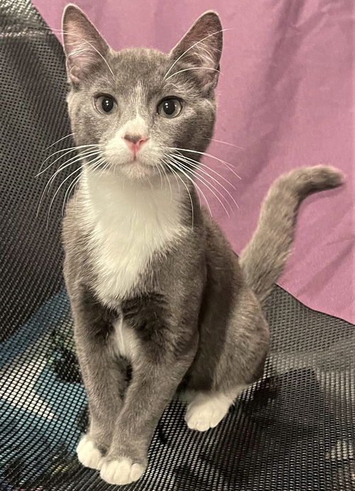 Sapphire (NY)