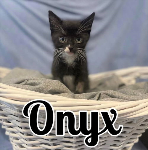 Onyx (NY)