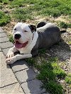 adoptable Dog in york, NY named Bo (TN)
