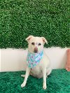 adoptable Dog in  named Myrtle (TX)