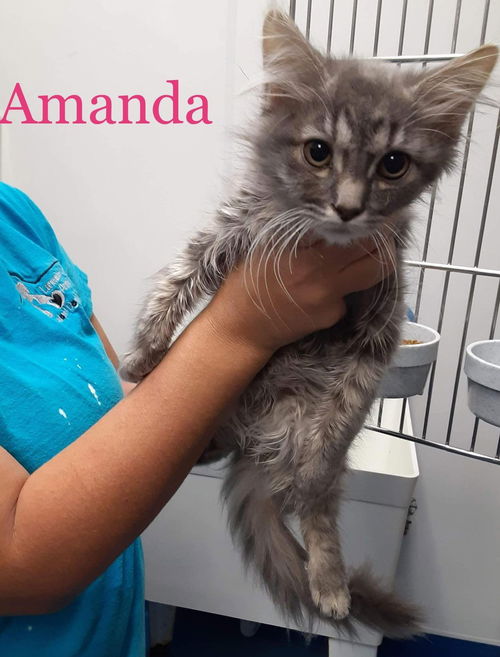 Amanda (SC)