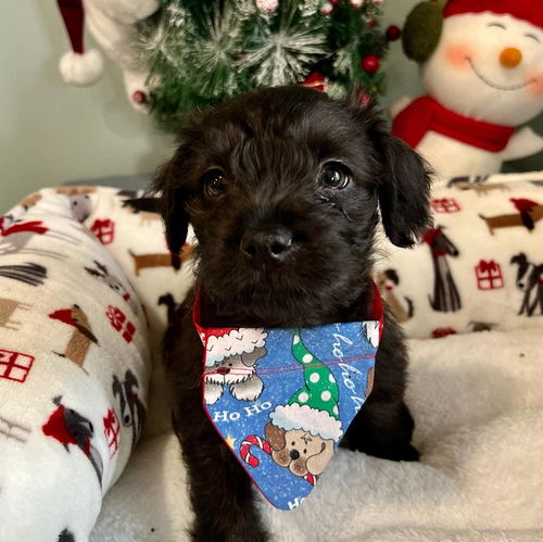 Fudge (NY)