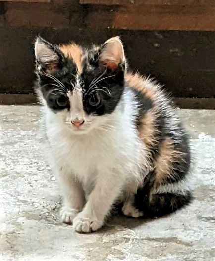Reba (SC)