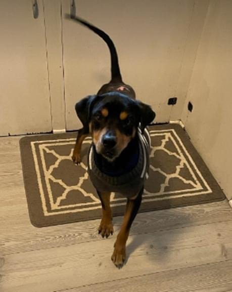 adoptable Dog in New York, NY named Dixby (TX)
