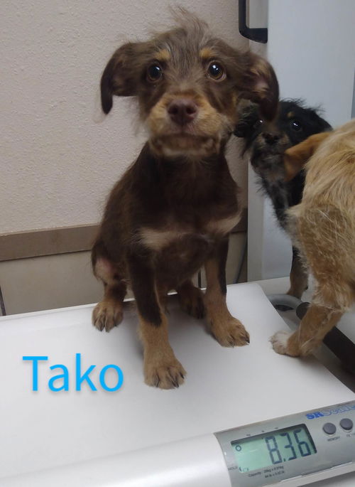 Tako (TX)