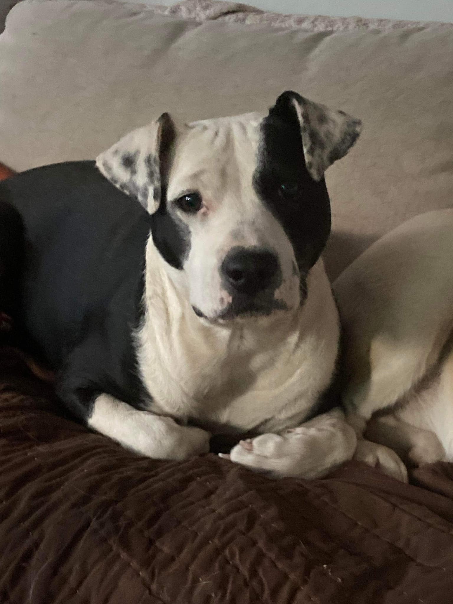 Dog adoption in New York, NY 10028 Pit Bull Terrier / Mixed (short