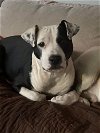 adoptable Dog in  named Hope (GA)