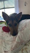 adoptable Dog in  named Chestnut (TX)