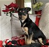 adoptable Dog in  named Kiwi (GA)