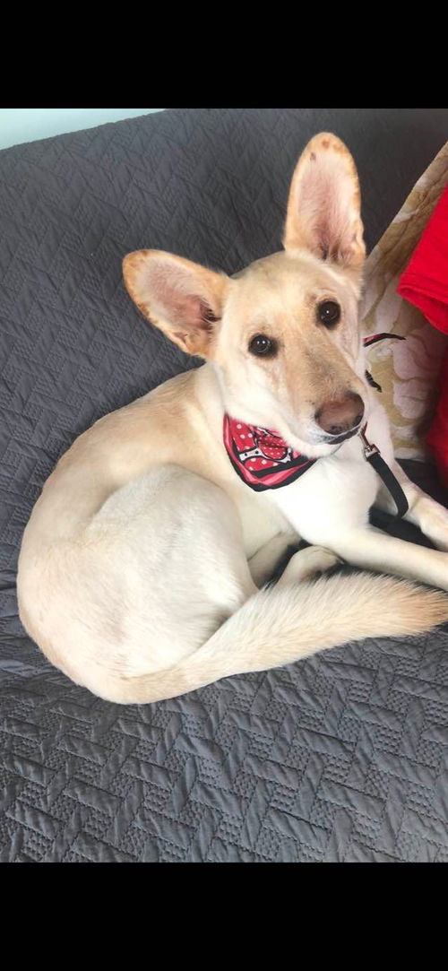 Ginger (TX)