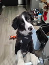 Ollie (NY)