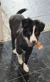 Ollie (NY)