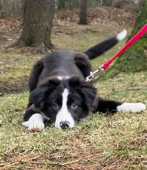 Ollie (NY)