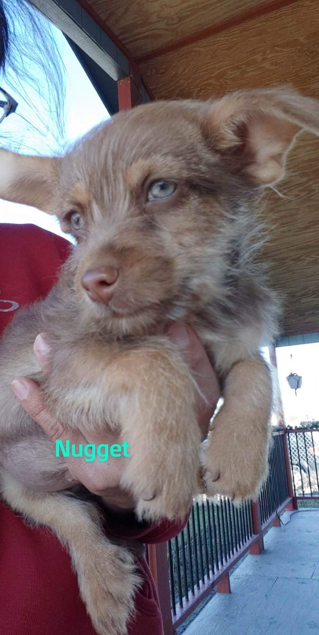Dog for Adoption Nugget (TX), a Chihuahua in Nassau County, NY