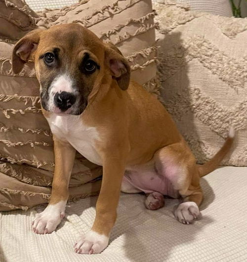 Penelope (AL)