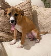 Penelope (AL)