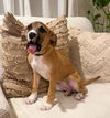 Penelope (AL)