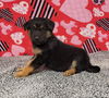 Oskar (AL)