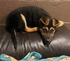 Oskar (AL)