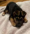 Oskar (AL)