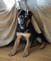 Oskar (AL)