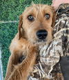 Chad (TN)