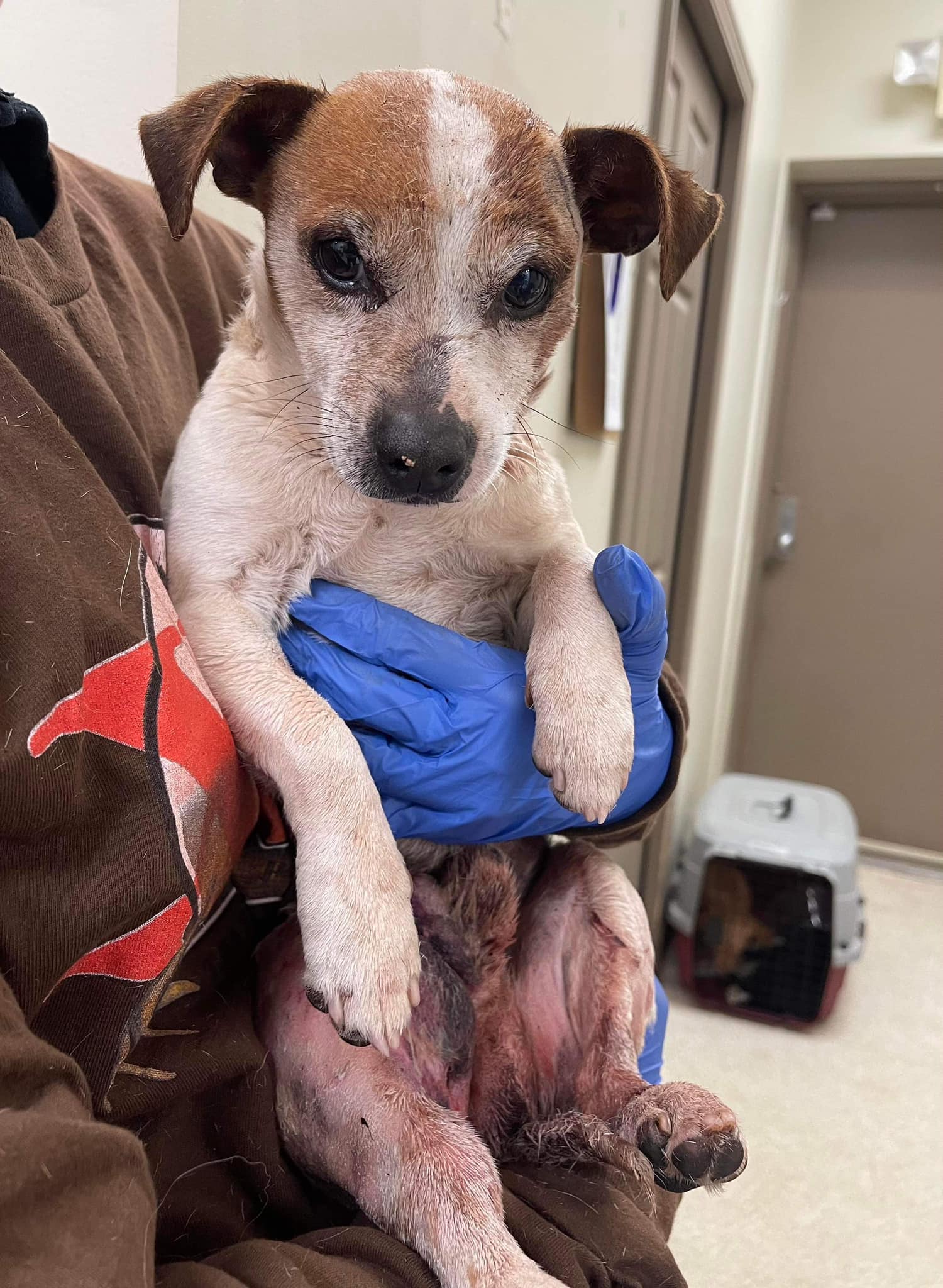 Dog for Adoption Austin (GA), a Jack Russell Terrier in Atlantic Highlands, NJ Alpha Paw