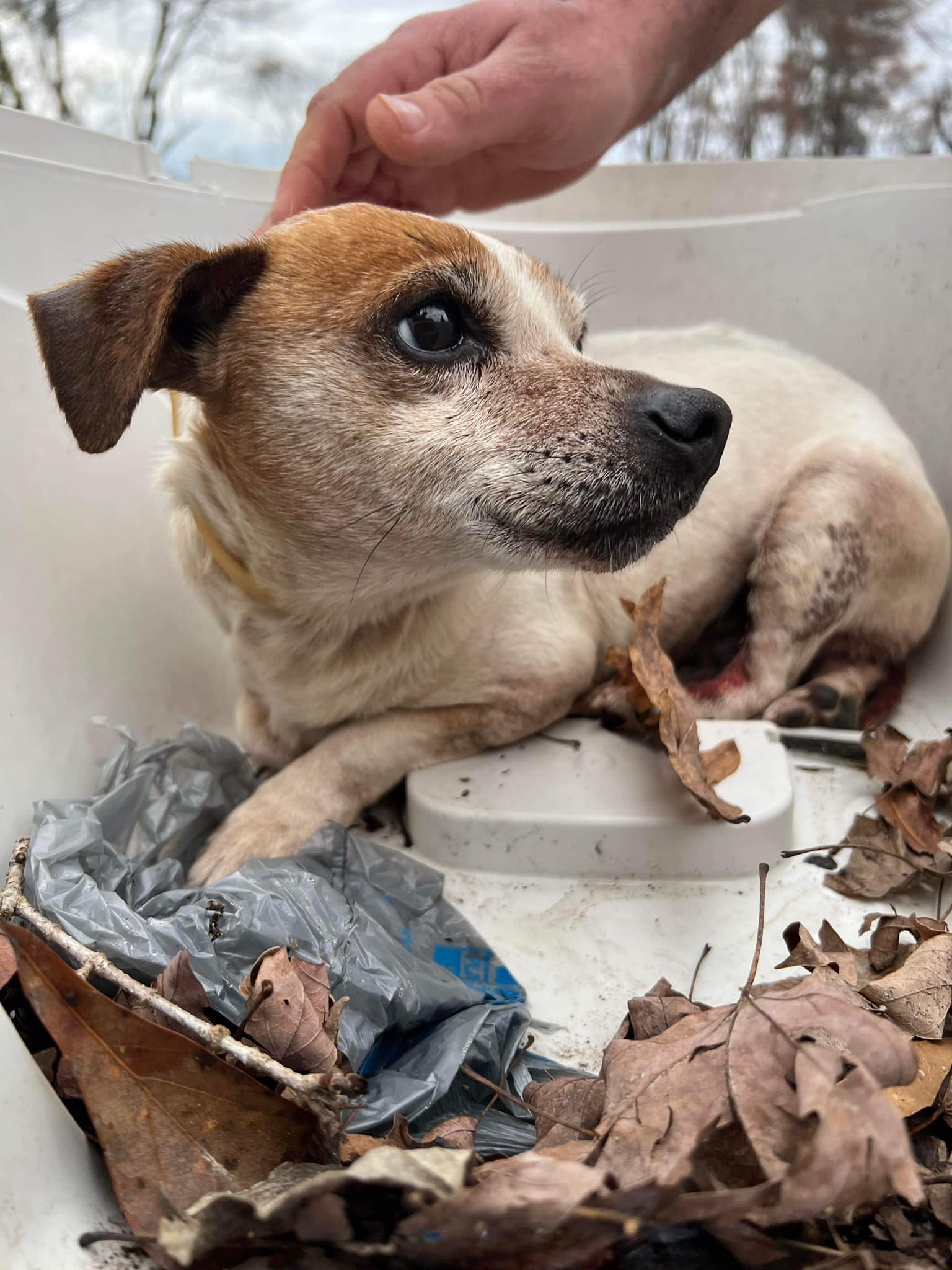 Dog for Adoption Austin (GA), a Jack Russell Terrier in Atlantic Highlands, NJ Alpha Paw