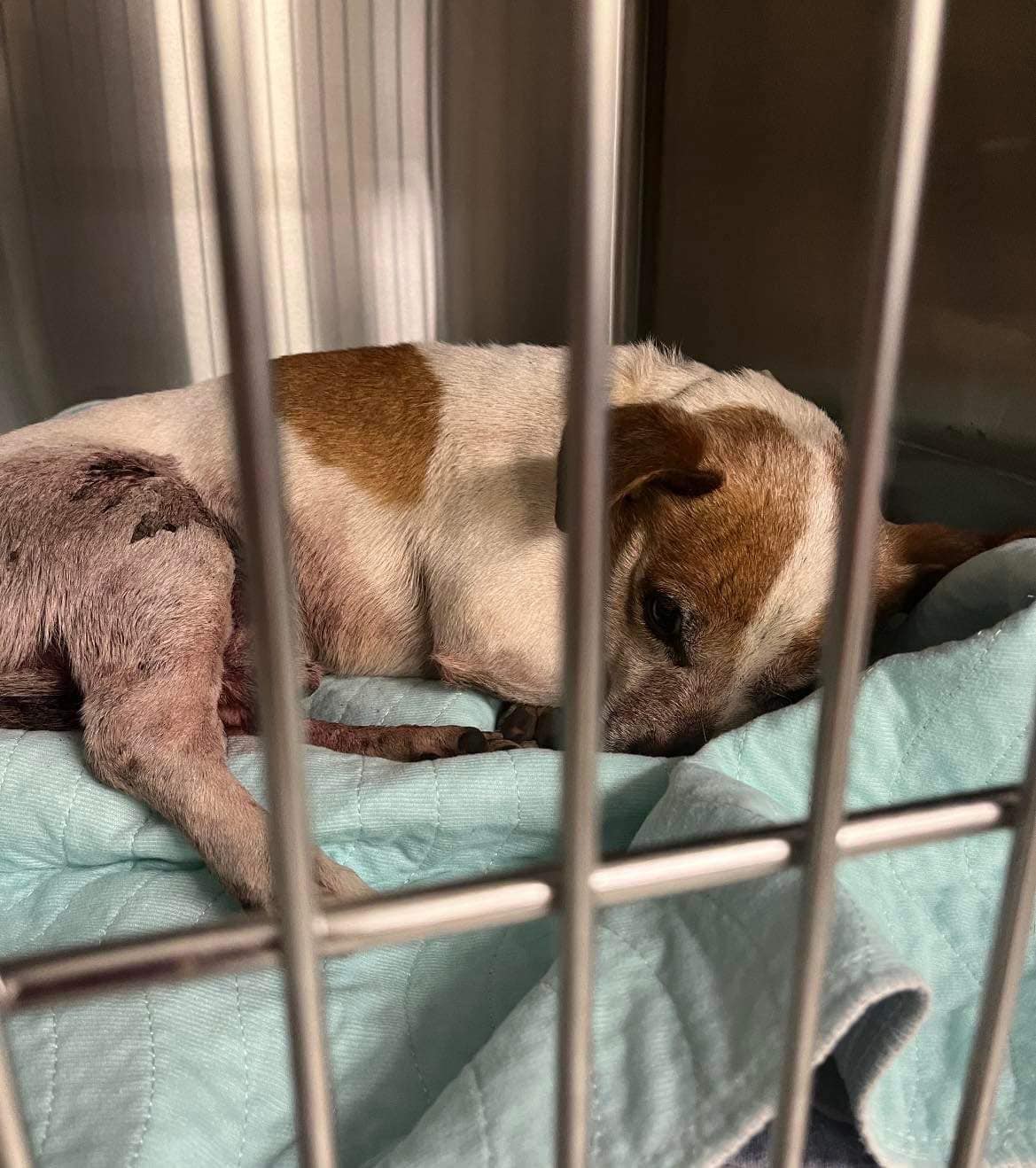 Dog for Adoption Austin (GA), a Jack Russell Terrier in Atlantic Highlands, NJ Alpha Paw
