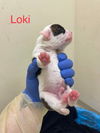 Loki (GA)