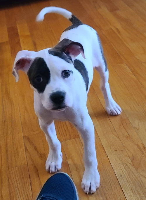 Loki (GA)