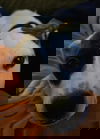 Loki (GA)