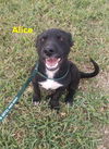Alice1 (TX)