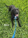 Alice1 (TX)