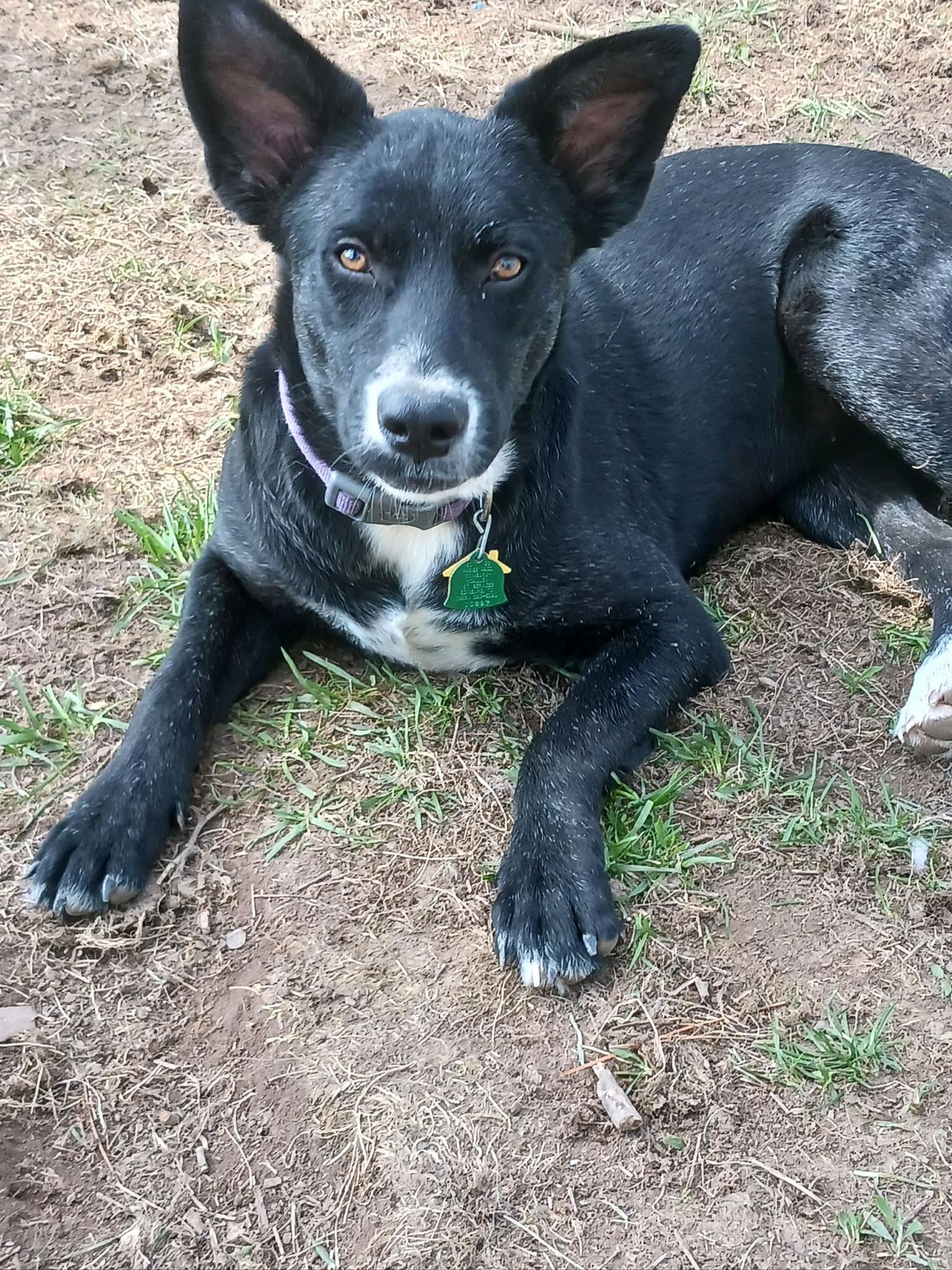 adoptable Dog in New York, NY named Amber (TX)
