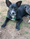 adoptable Dog in new york, NY named Amber (TX)