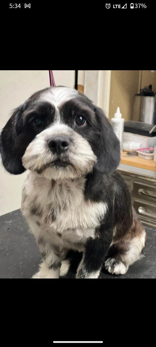 Oreo (TX)