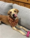 adoptable Dog in york, NY named Daisy (TX)