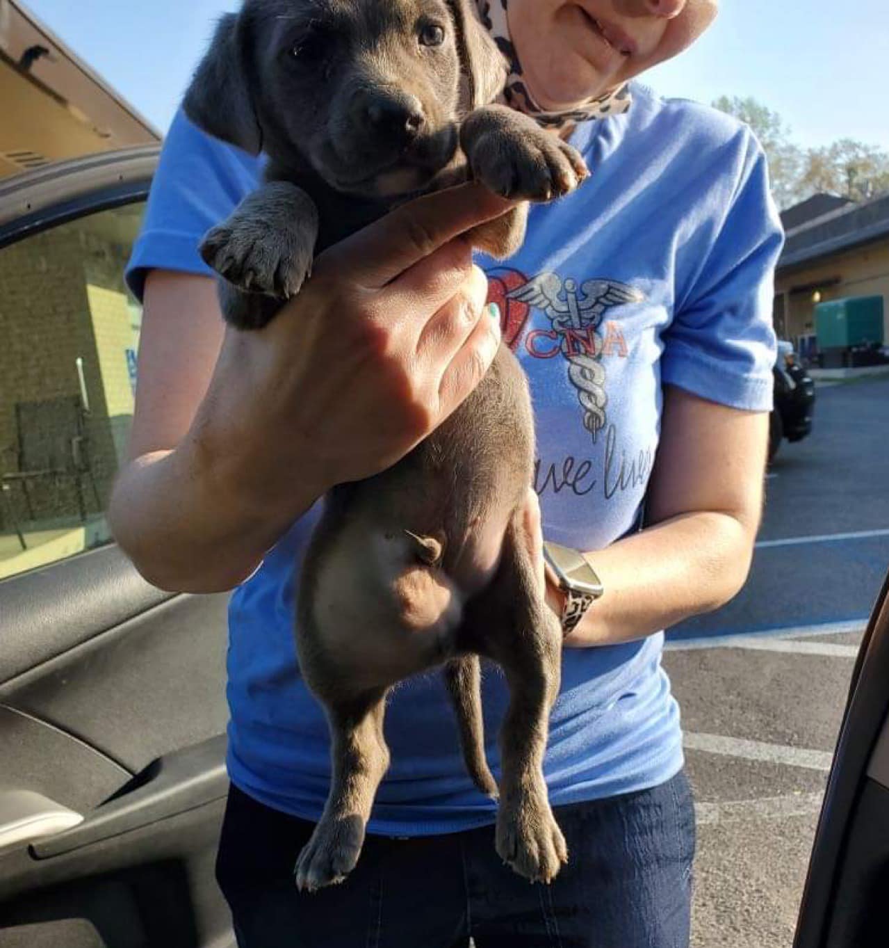 Dog for Adoption Deacon (AL), a Labrador Retriever in Oyster Bay Cove