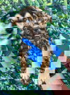Leo (GA)