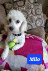 Milo (TX)