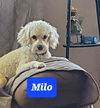 Milo (TX)