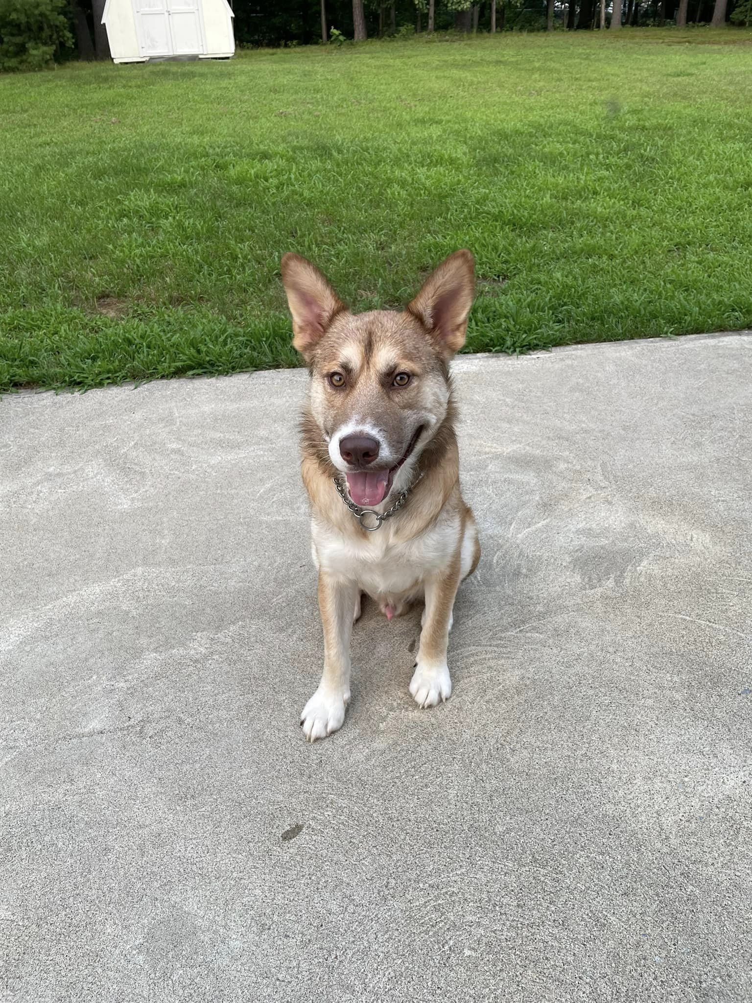 adoptable Dog in New York, NY named Flynn (TX)