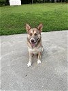 adoptable Dog in  named Flynn (TX)