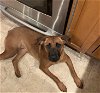 adoptable Dog in , NY named Frya (TX)