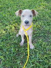 Artie (TX)