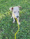 Artie (TX)