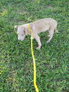 Artie (TX)