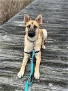 adoptable Dog in new york, ny, NY named Barry (TX)